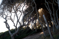 Fort Fisher Trees