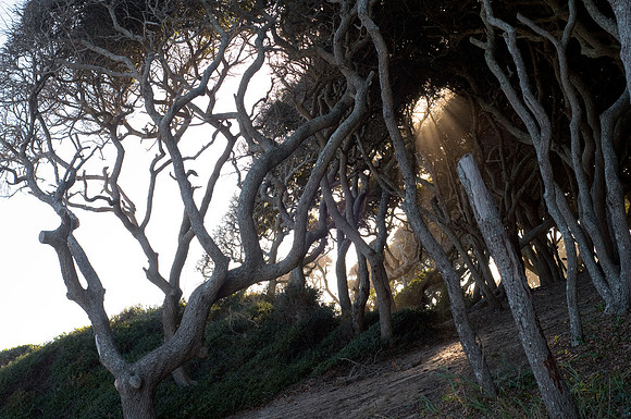 Fort Fisher Trees