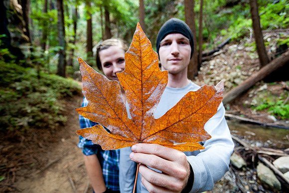 Big Leaf