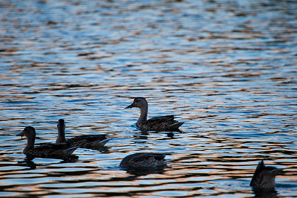 Ducks