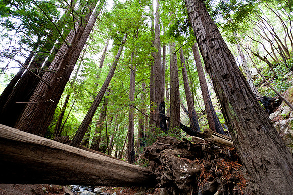 Redwoods at Julia Phieffer State Park