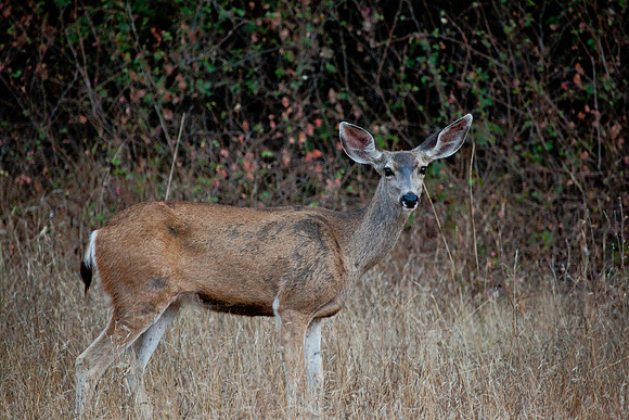 Deer in Malibu