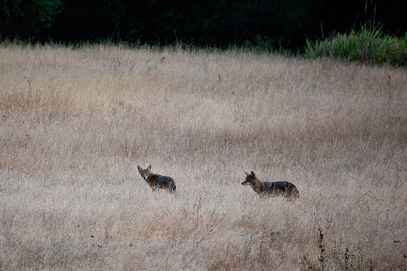 Coyotes at dusk Malibu Creek State Park