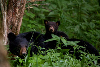 SMOKY MOUNTAIN BLACK BEARS