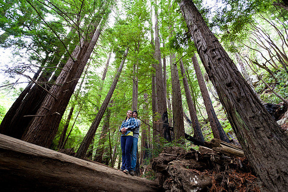Among the Redwoods