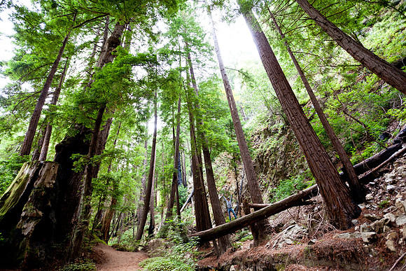 Redwoods at Julia Phieffer State Park