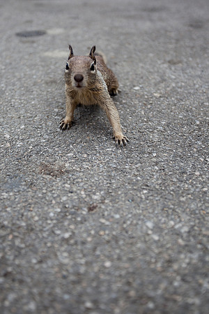 Daring Squirrel