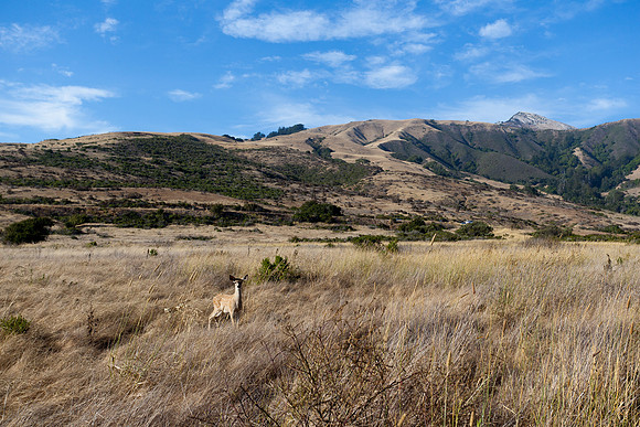 Grassland Deer