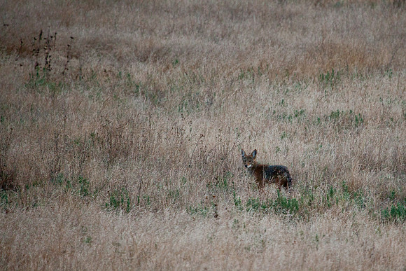Coyote in Malibu Creek State Park