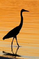 Silhouetted Great Blue Heron at the Carolina Beach State Park Marina