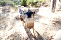 Catalina Island Deer