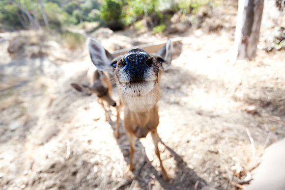 Catalina Island Deer