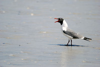 Black Headed Seagull