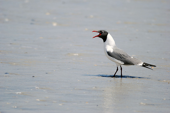 Black Headed Seagull