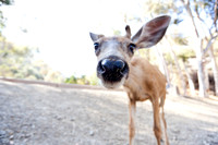 Catalina Island Deer