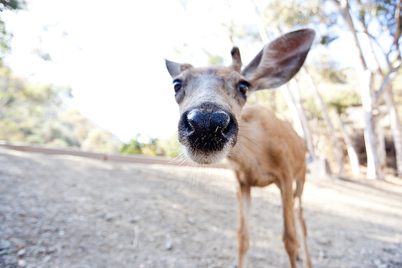 Catalina Island Deer