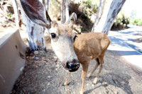 Catalina Island Deer