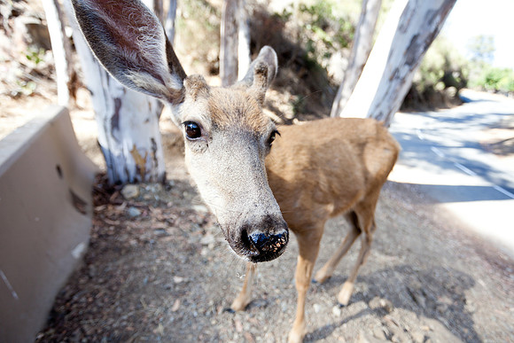 Catalina Island Deer