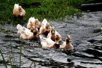 Ducks and the Cape Fear River