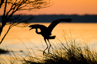 Great Blue Heron Silhouetted at Sunset