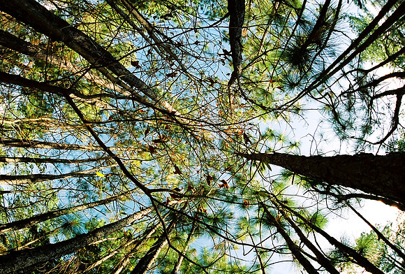 Halyburton Park