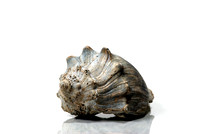 Conch Shell