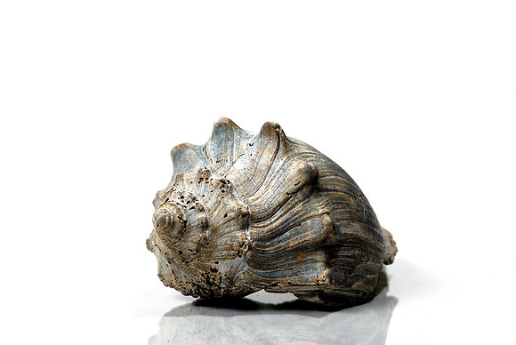 Conch Shell