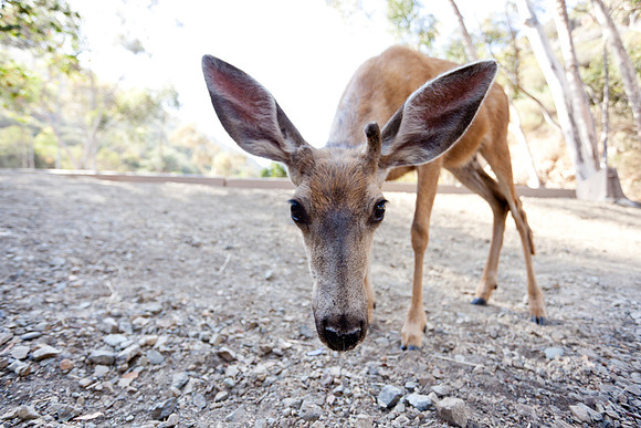 Catalina Island Deer