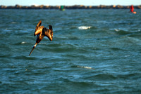Diving Pelican