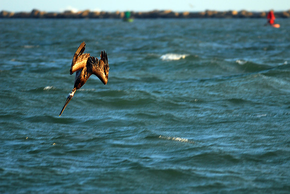 Diving Pelican