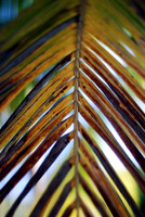 Palms