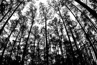 Silhouetted Trees off Masonboro Loop Road