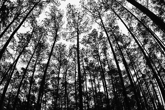 Silhouetted Trees off Masonboro Loop Road
