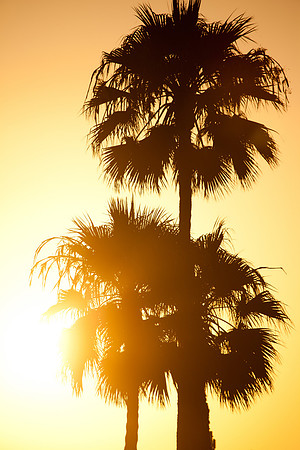 San Clemente Palms