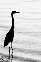 Silhouetted Great Blue Heron at the Carolina Beach State Park Marina