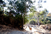 Catalina Island Lone Deer