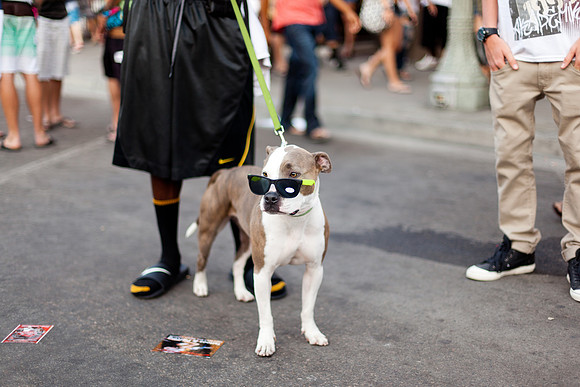 Fly Pooch