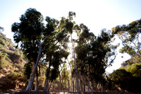 Catalina Island Trees