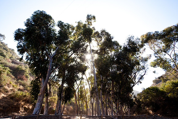 Catalina Island Trees